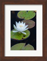 White Water Lily Flowering In A Pond Fine Art Print