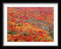 Superior National Forest In Autumn Fine Art Print