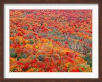 Superior National Forest In Autumn Fine Art Print