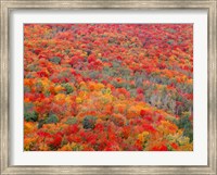 Superior National Forest In Autumn Fine Art Print
