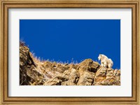 Billy Mountain Goat In Glacier National Park, Montana Fine Art Print