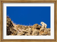 Billy Mountain Goat In Glacier National Park, Montana Fine Art Print