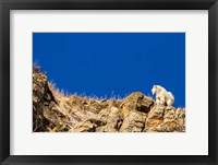 Billy Mountain Goat In Glacier National Park, Montana Fine Art Print