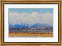 Spring Migration Of Snow Geese Fine Art Print