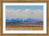 Spring Migration Of Snow Geese Fine Art Print