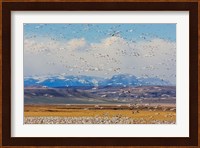 Spring Migration Of Snow Geese Fine Art Print