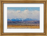 Spring Migration Of Snow Geese Fine Art Print