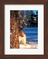 A Gray Wolf On The Alert In Winter Fine Art Print