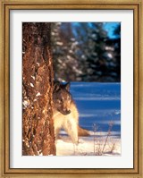 A Gray Wolf On The Alert In Winter Fine Art Print