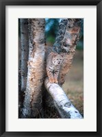 Bobcat On A Fallen Birch Limb Fine Art Print
