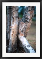 Bobcat On A Fallen Birch Limb Fine Art Print
