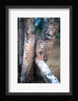Bobcat On A Fallen Birch Limb Fine Art Print