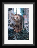 Close-Up Of A Bobcat Fine Art Print