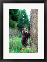 Grizzly Bear Cub Leaning Against A Tree Fine Art Print
