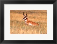 An Antelope Lying Down In A Grassy Field Fine Art Print