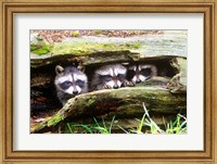 Three Young Raccoons In A Hollow Log Fine Art Print