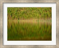 Conifer Forest Reflects In Kintla Lake, Montana Fine Art Print