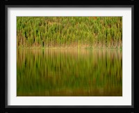 Conifer Forest Reflects In Kintla Lake, Montana Fine Art Print