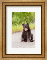 Bear Cub On Camas Road Fine Art Print