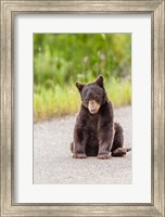 Bear Cub On Camas Road Fine Art Print