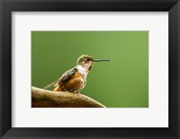 Calliope Hummingbird Perched Fine Art Print