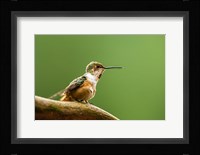 Calliope Hummingbird Perched Fine Art Print