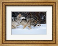 Gray Wolves Running In Snow, Montana Fine Art Print