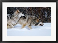 Gray Wolves Running In Snow, Montana Fine Art Print