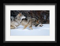 Gray Wolves Running In Snow, Montana Fine Art Print