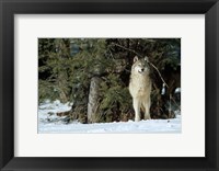 Gray Wolf In Winter, Montana Fine Art Print