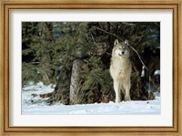 Gray Wolf In Winter, Montana Fine Art Print