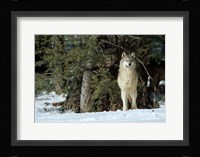 Gray Wolf In Winter, Montana Fine Art Print