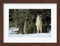 Gray Wolf In Winter, Montana Fine Art Print