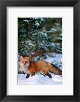 Red Fox Walking In Snow, Montana Fine Art Print