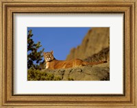 Mountain Lion, Montana Fine Art Print