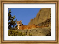 Mountain Lion, Montana Fine Art Print