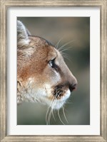 Side Profile Of A Mountain Lion, Montana Fine Art Print