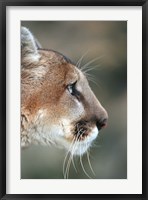 Side Profile Of A Mountain Lion, Montana Fine Art Print