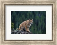 Lynx, Montana Fine Art Print