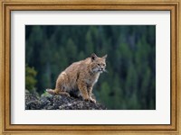 Lynx, Montana Fine Art Print