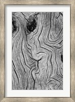 Detail Of Weathered Wood, Nevada Fine Art Print