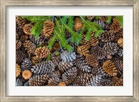 Pine Cones And Douglas Fir Bough, Nevada Fine Art Print