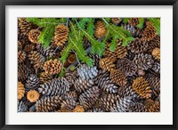 Pine Cones And Douglas Fir Bough, Nevada Fine Art Print