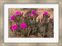 Prickly Pear Cactus In Bloom, Valley Of Fire State Park, Nevada Fine Art Print