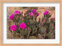 Prickly Pear Cactus In Bloom, Valley Of Fire State Park, Nevada Fine Art Print