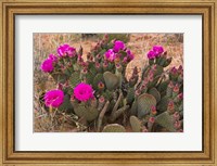 Prickly Pear Cactus In Bloom, Valley Of Fire State Park, Nevada Fine Art Print