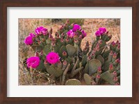 Prickly Pear Cactus In Bloom, Valley Of Fire State Park, Nevada Fine Art Print