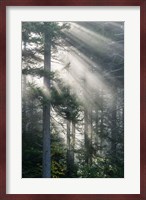 Sun Rays Shining Through Foggy Pine Trees Fine Art Print