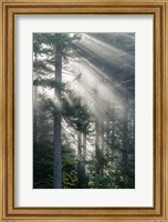 Sun Rays Shining Through Foggy Pine Trees Fine Art Print
