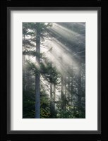 Sun Rays Shining Through Foggy Pine Trees Fine Art Print